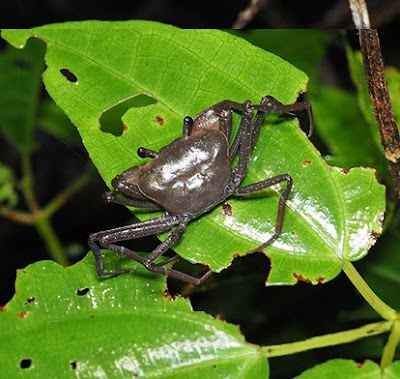 Penemuan Spesies Kepiting baru Tiwaripotamon keeae dari perbatasan negara Vietnam & Cina