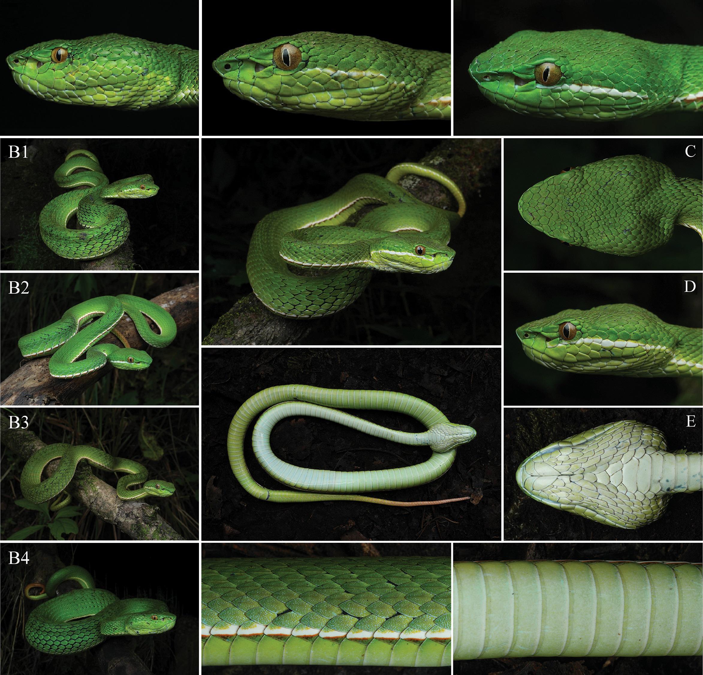 Sang 'Naga Kecil' dari Kunming: Spesies Baru Ular Viper Hijau Ditemukan di Yunnan