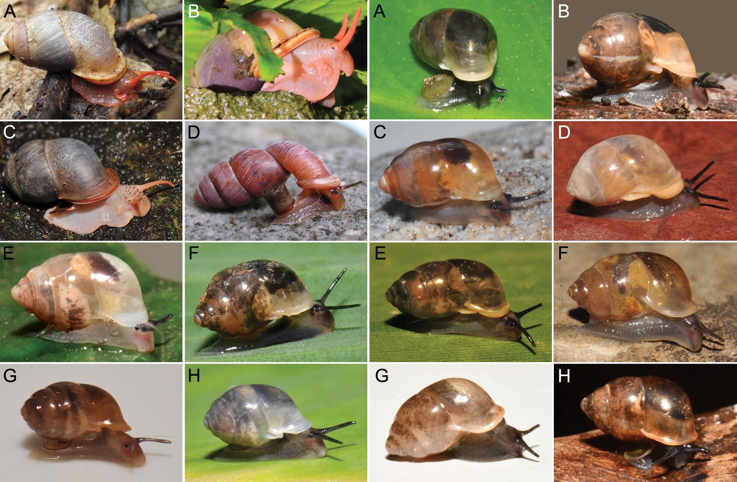 Penemuan 30 Spesies Baru Siput Darat Famili Pupinidae dari Thailand
