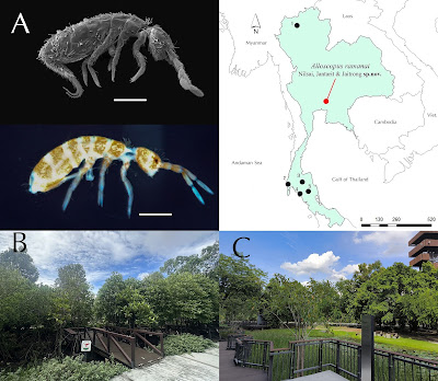 Species Ekor Pegas baru Alloscopus ramanai Ditemukan di lingkungan Museum