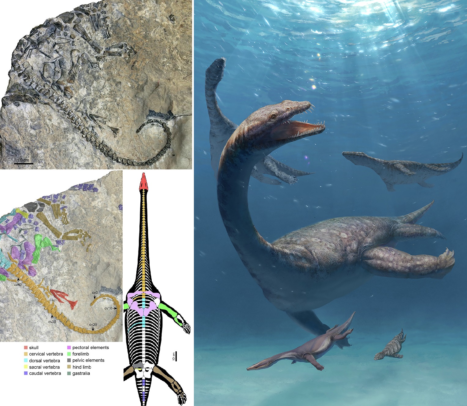 Penemuan Dinosaurus berleher panjang tertua "Lijiangosaurus yongshengensis"