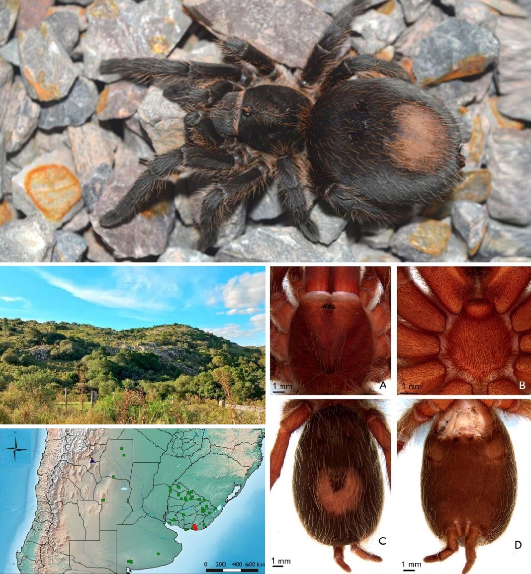 Spesies Baru Tarantula Uruguay "Plesiopelma arevaloae" Dari Bukit Berbatu Sierras del Este
