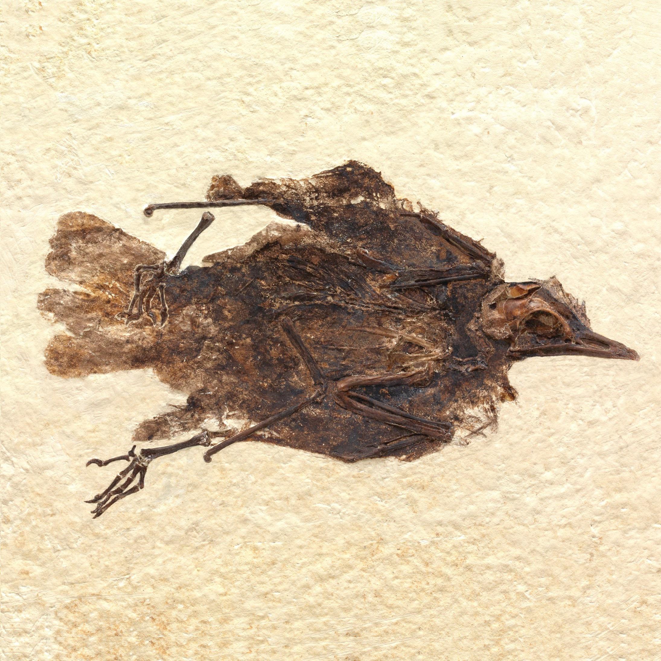Penemuan Spesies baru Burung Pengicau Purba dari Formasi Green River (Consoravis turdirostris)