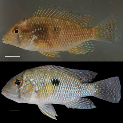 Species Baru Cichlid Mutiara Geophagus pirangaensis,  yang Hanya Ditemukan di Sungai Piranga Brazil