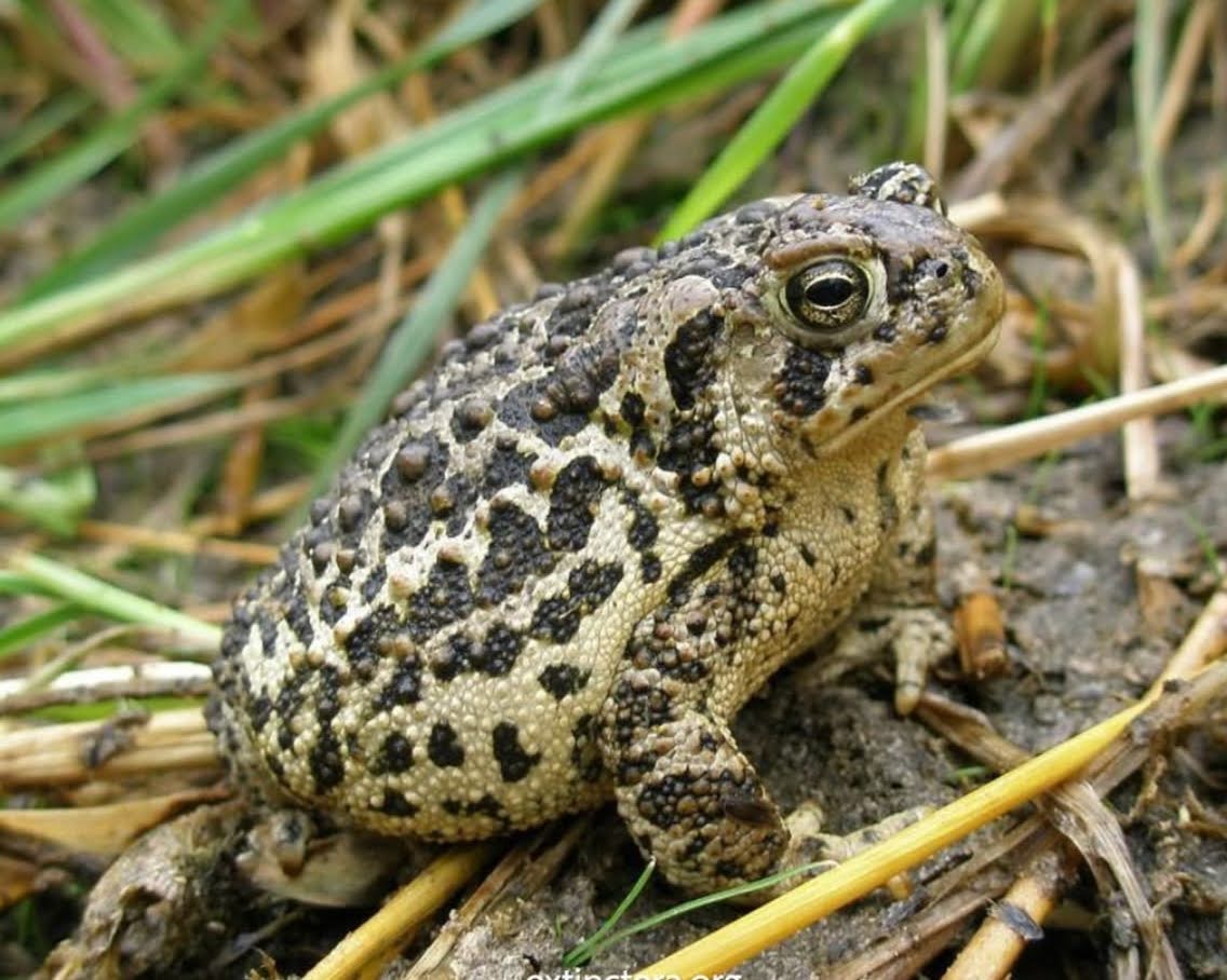 Punah di Alam Liar Anaxyrus baxteri  Kodok Wyoming yang Pernah Hilang dari Alam Liar dan Kembali Berkembang Biak