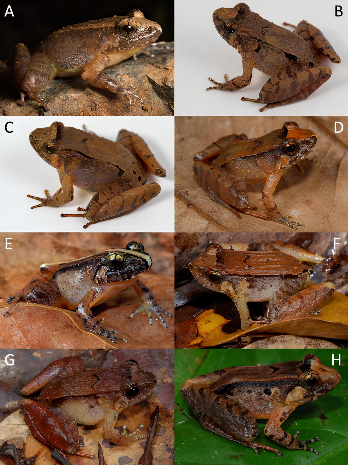 Peneliti Identifikasi Delapan Spesies Katak Baru dari Kelompok Limnonectes di Kalimantan