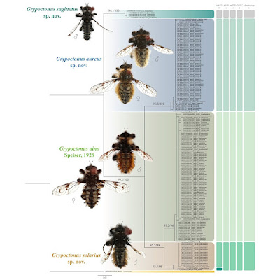 Ilmuwan Temukan 4 Spesies Baru "Lalat Pembunuh Berbulu" di Tiongkok