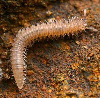 Species Kaki Seribu Langka "Apterourus palomar" dari Gunung Palomar California