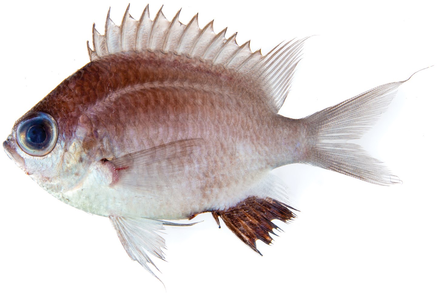 Chromis abadhah ) Spesies Ikan Karang Merah baru dari Kedalaman Laut Maladewa