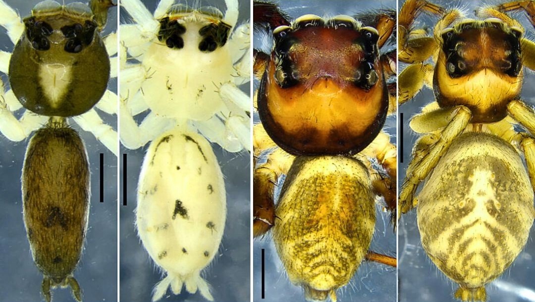 Dua Spesies Baru Asemonea dentis & Colyttus nongwar  Laba-laba Pelompat dari India Timur Laut