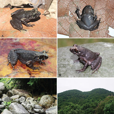 Katak Baru "Leptobrachella deocaensis" dari Hutan Pesisir Gunung Deo Ca, Vietnam