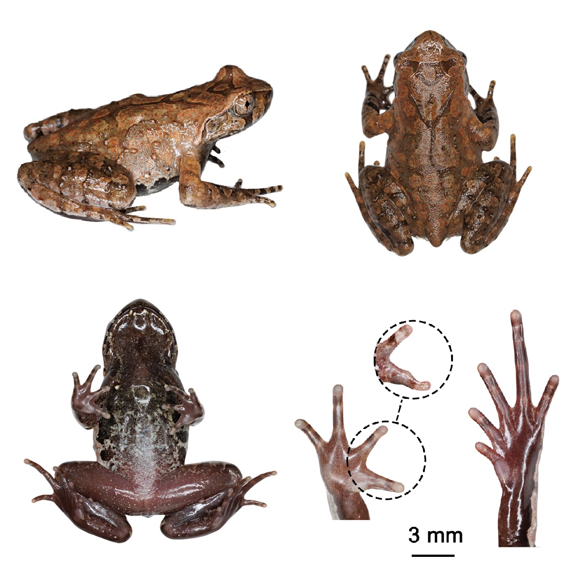 Menguak Eksistensi Boulenophrys nebulosa: Katak "Kabut dan Awan" Baru dari Gunung Lushan