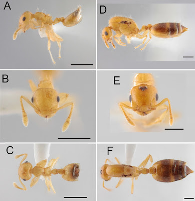 Species Semut Ranting baru Crematogaster epispina:  dari Vietnam dengan Duri Propodeum yang Mengarah ke Atas