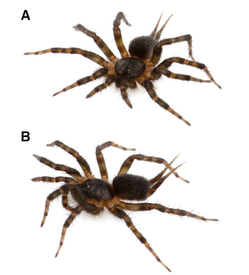 Penemuan Genus Baru Laba-laba Mygalomorph dari Formasi Tepui, Ekuador
