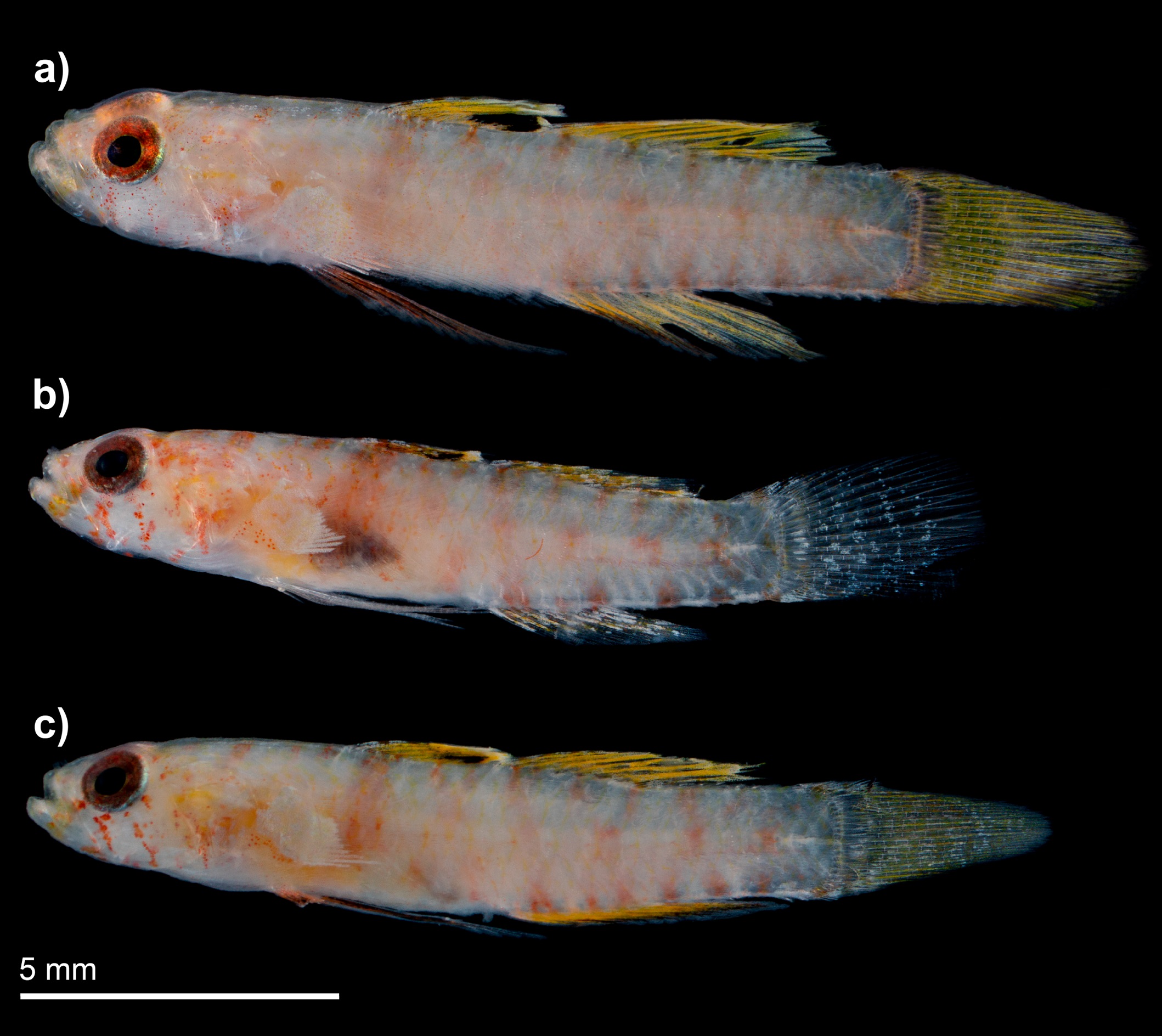 Species ikan Goby baru "Pascua marecoralliensis" dari Australia dan Validasi Genus Pascua