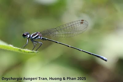 Penemuan Spesies Capung Jarum Baru ​Permata Biru dari Binh Chau Onychargia hungeri Vietnam
