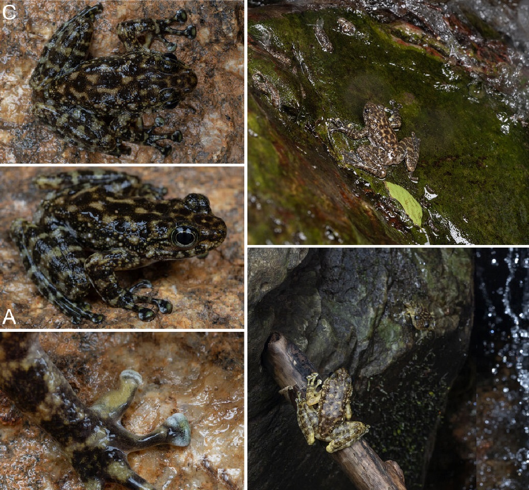 Spesies Baru Katak Amolops guangzhouensis dari Guangdong China