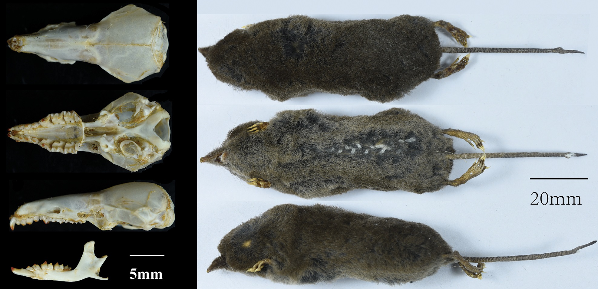 Species celurut Baru  "Soriculus dexingensis" Dari Himalaya bagian timur