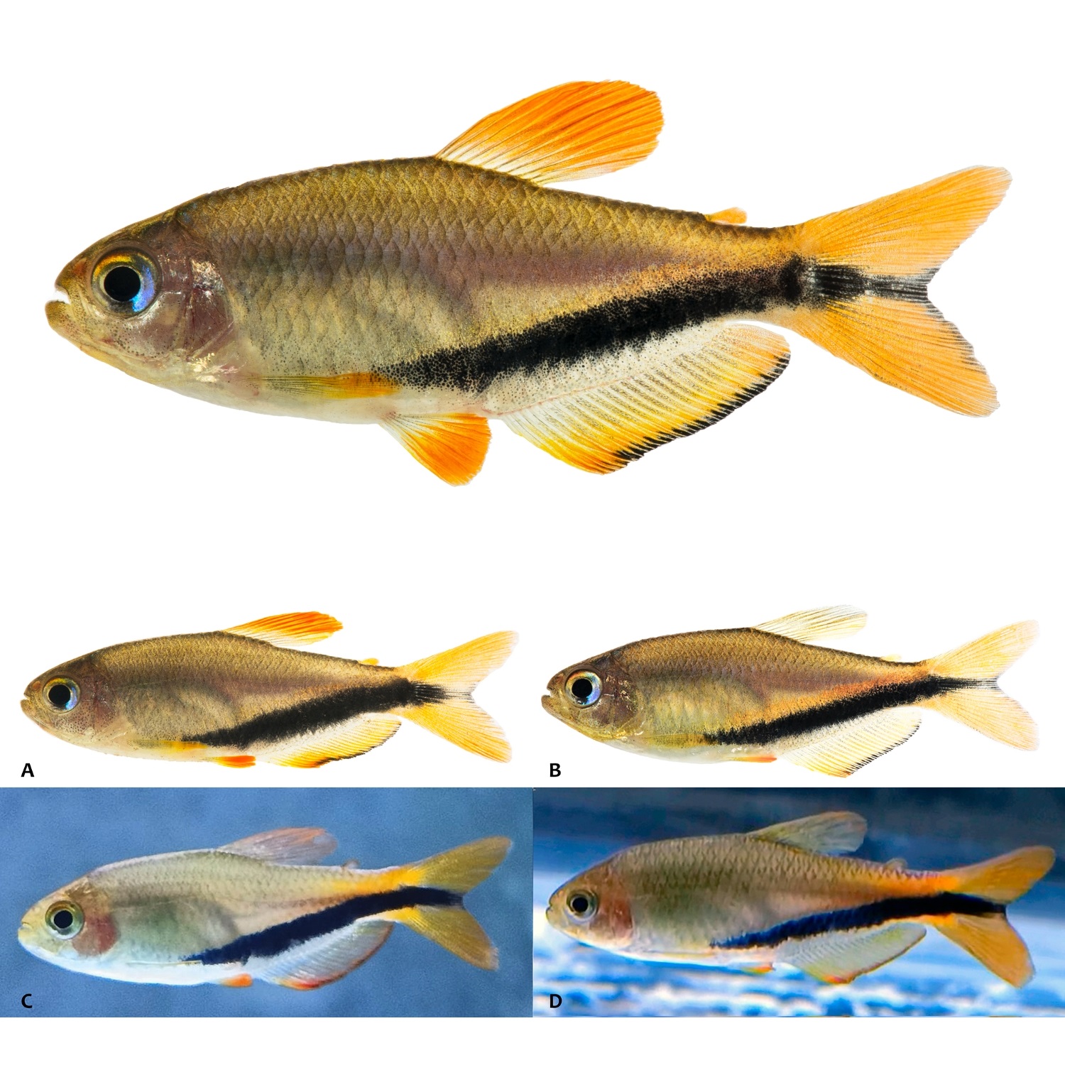 Penemuan Spesies ikan  tetra Baru: (Inpaichthys luizae) dari Brasil Tengah