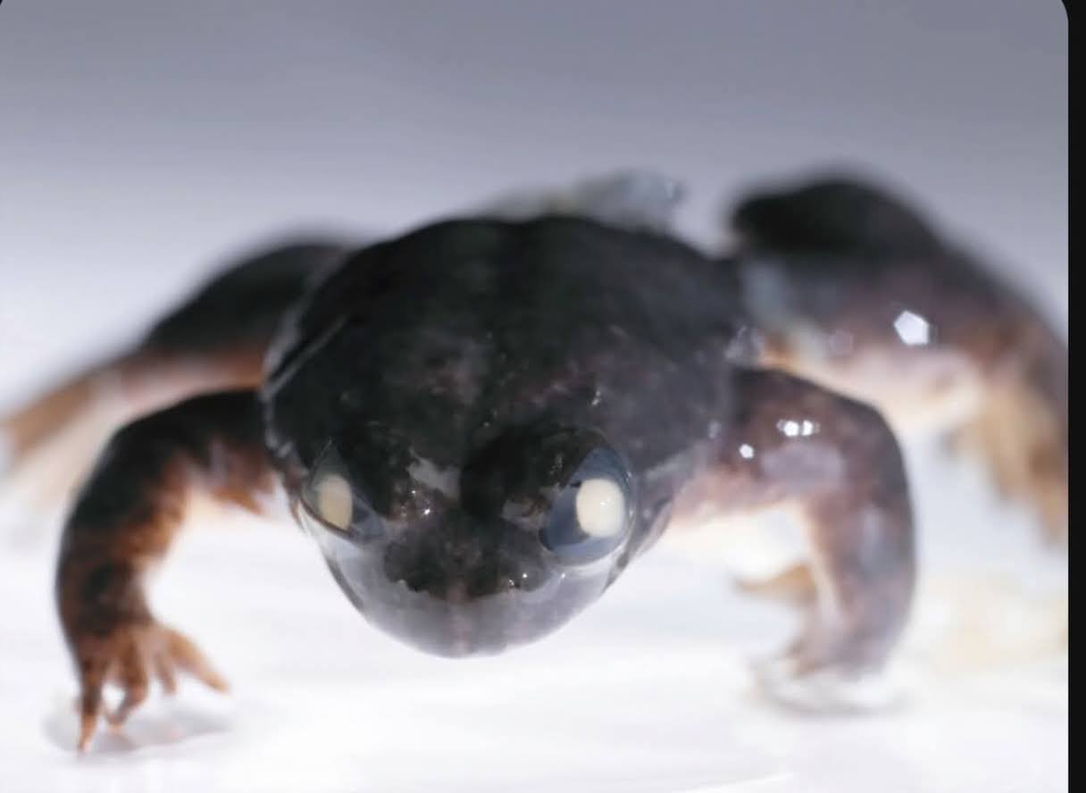 Katak Australia "Gastric-Brooding Frog"   Melahirkan dari Mulut yg Punah Sebelum Rahasianya Terungkap