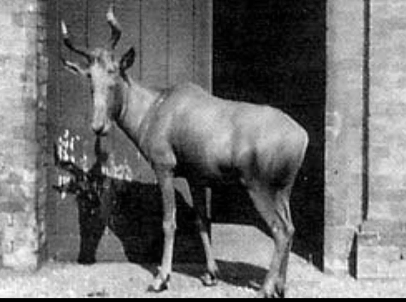 Bubal Hartebeest (Alcelaphus buselaphus buselaphus)  Antelop Afrika Utara yang Punah Akibat Perburuan Kolonial