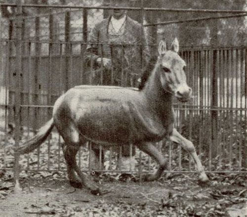 Keledai Liar (Equus hemionus hemippus) Dari Suriah, Simbol Mesopotamia hingga Kepunahan