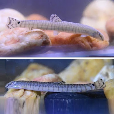 Species Baru Ikan Loach Berduri Bergaris "Niwaella tigrina" seperti Harimau dari Sungai Xiu-Shui