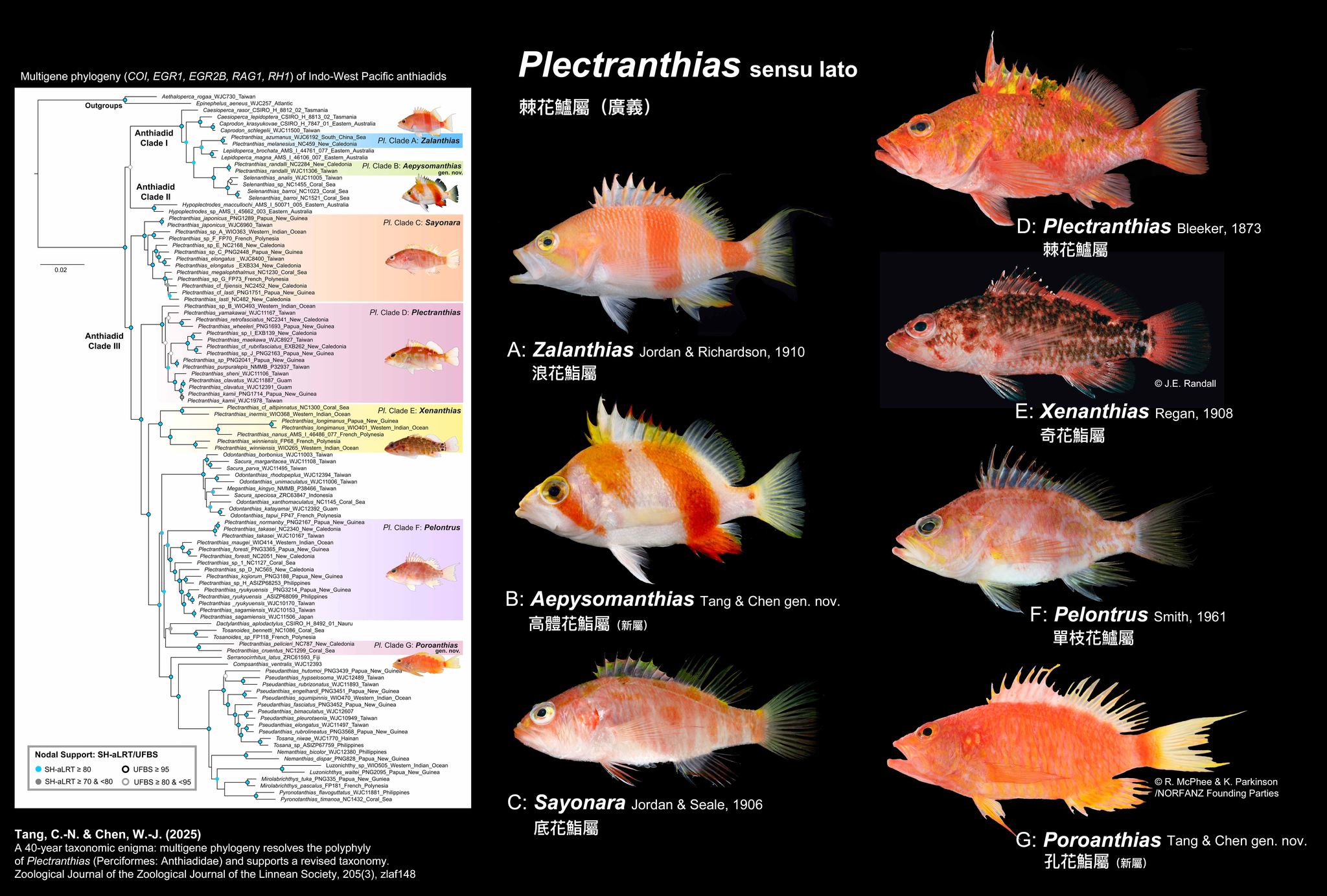 Revisi Takson Ikan Anthias: Genus Baru Aepysomanthias dan Poroanthias Memecah Plectranthias