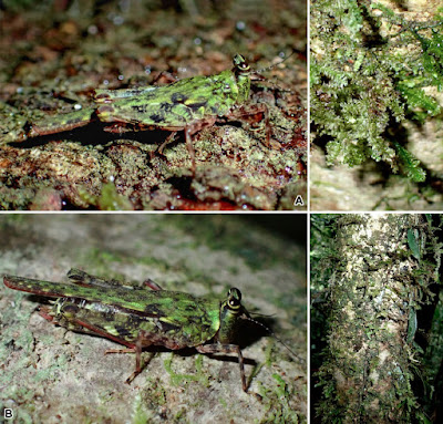 Spesies Baru: Belalang Kerdil Bertanduk Hijau di Hutan Negros, Filipina