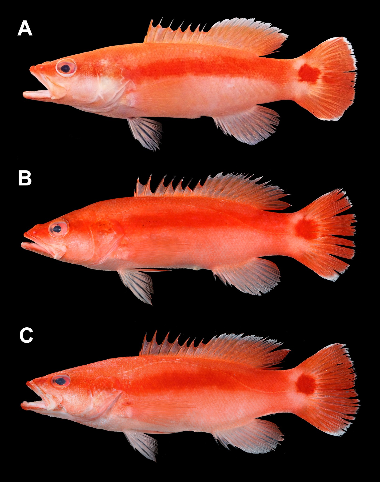 Mengenal Liopropoma terecaudum: Spesies ikan Basslet Baru dari Perairan Taiwan