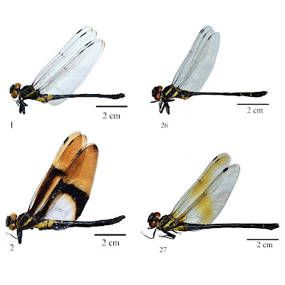 Penemuan Dua Spesies Capung Baru di Dataran Tinggi Vietnam: Penghormatan untuk Keluarga dan Sahabat