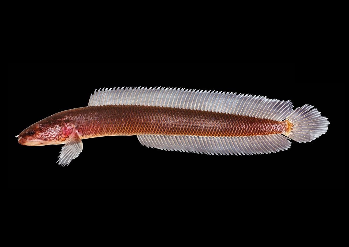 Ikan  Bawah Tanah "Aenigmachanna gollum" Dari India yang Bikin Ilmuwan Terkejut.