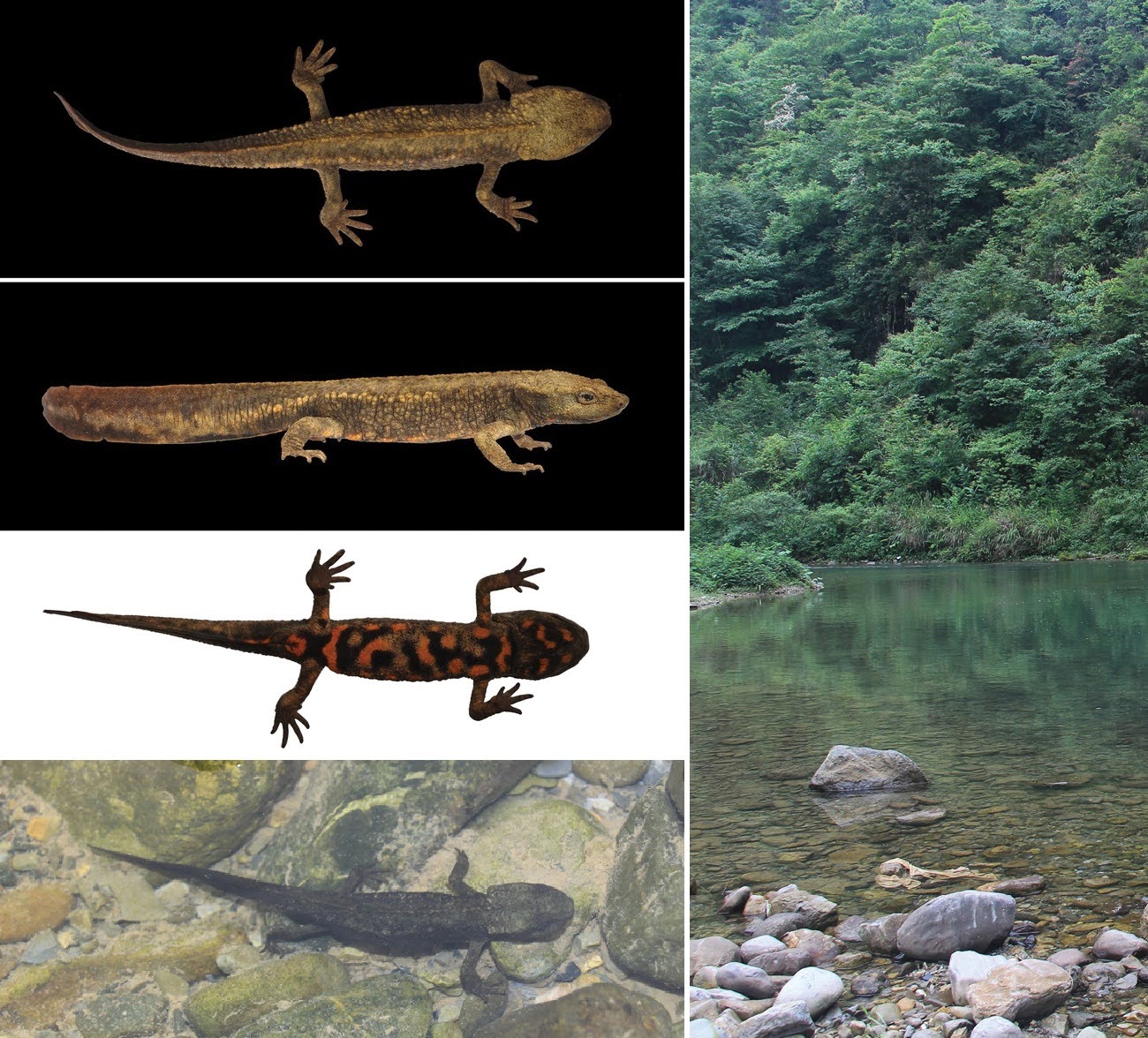 Penemuan Paramesotriton chongqingensis: Spesies Salamander Bertanduk Baru dari Pegunungan Karst Tiongkok