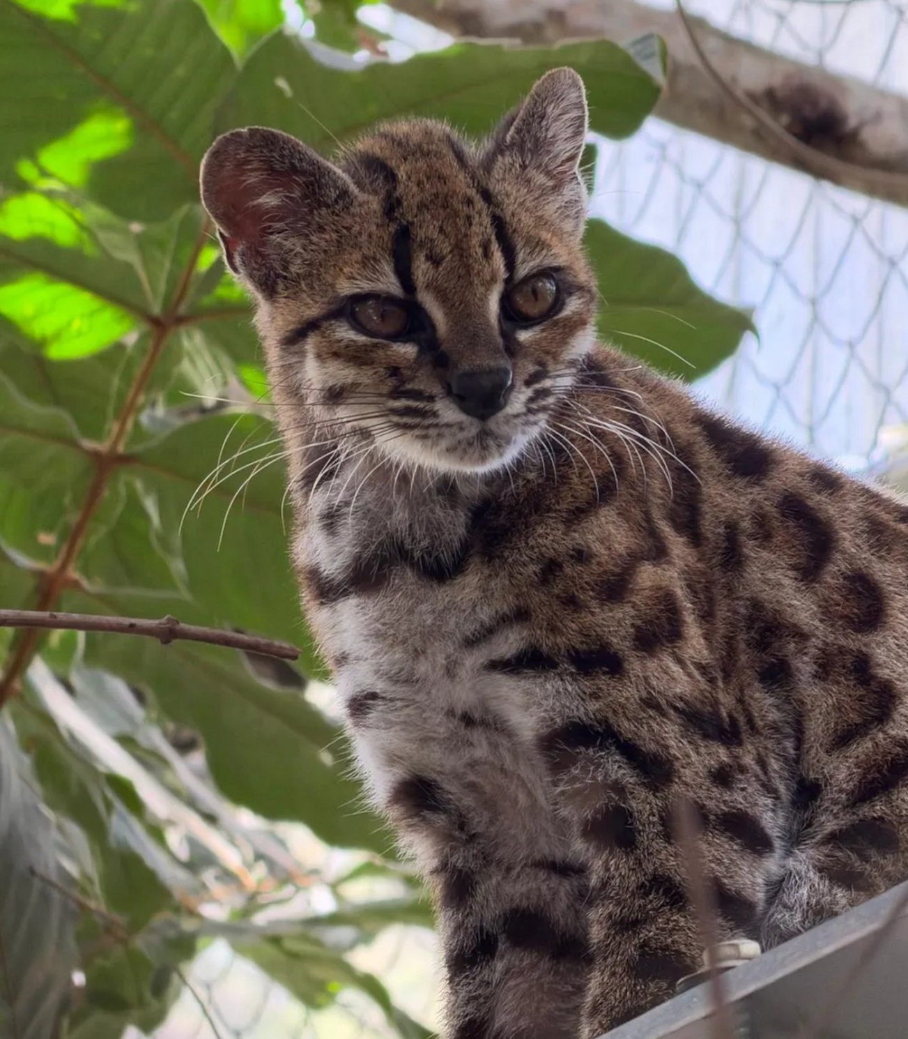 Leopardus tilcayo: Spesies Kucing Liar Baru dari Yungas Bolivia, Terungkap Setelah Lebih dari Satu Abad