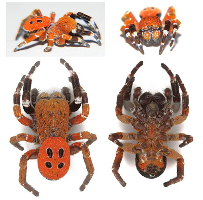 Spesies Baru Laba-Laba Kepik (Eresus rubrocephalus)   Si"Kepala Merah" dari Maroko.