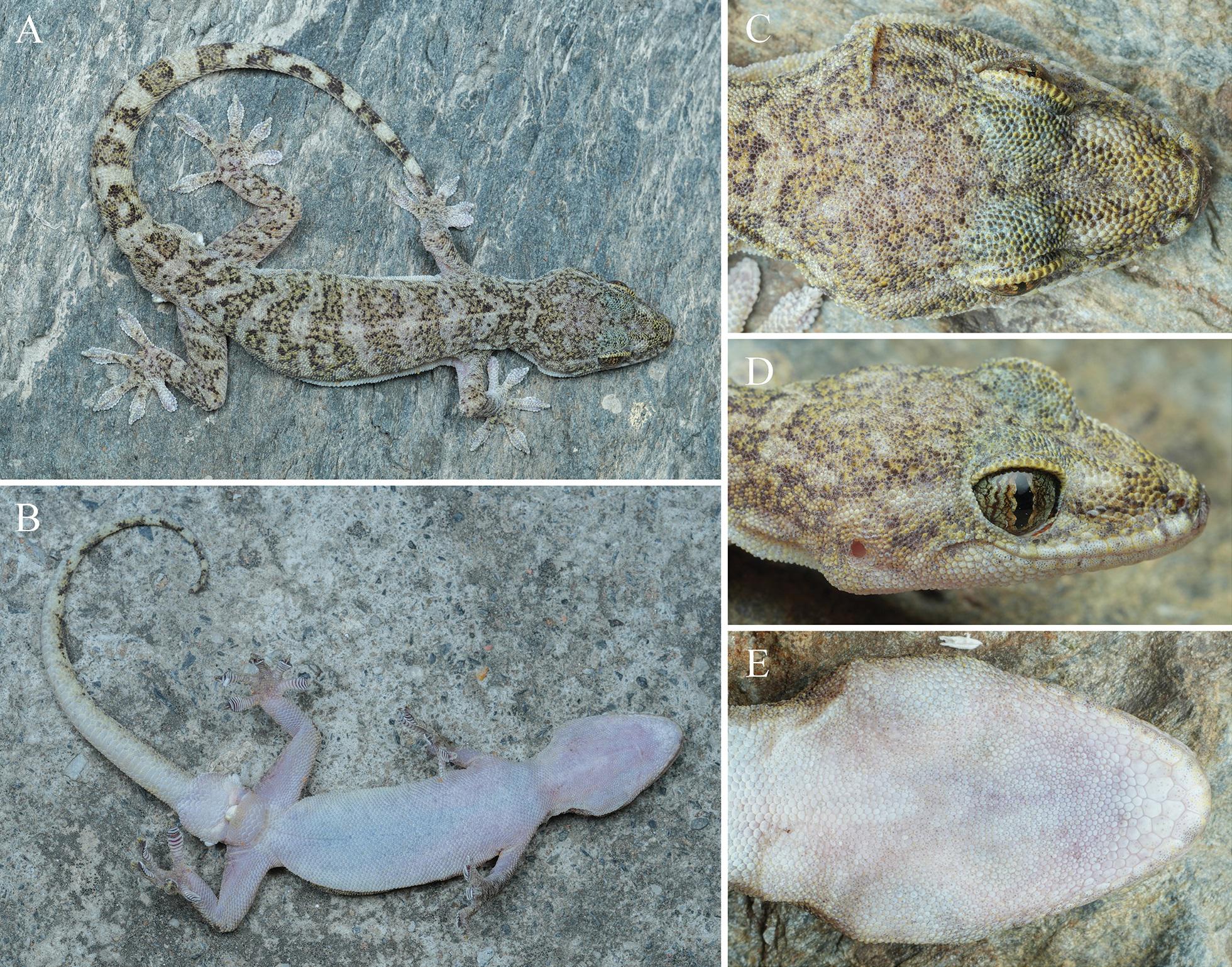 Spesies Baru Tokek Penghuni Bebatuan dari Sichuan: Gekko tesselatus