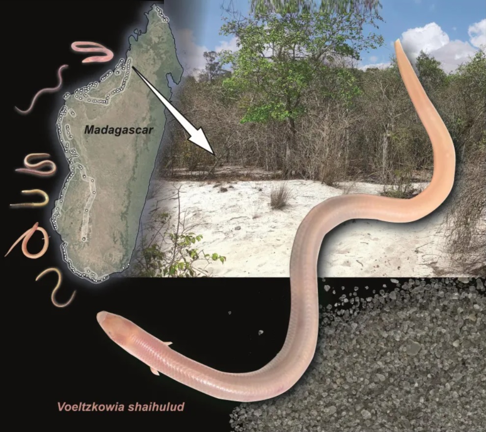 Spesies Baru Kadal Perenang Pasir dari Madagaskar Ditemukan di “Sabuk Pasir Putih”