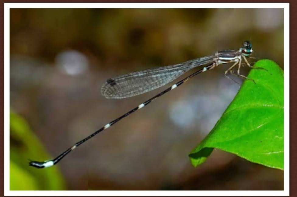 Permata Baru dari Ghats Barat: Spesies Capung Jarum Protosticta sooryaprakashi Ditemukan
