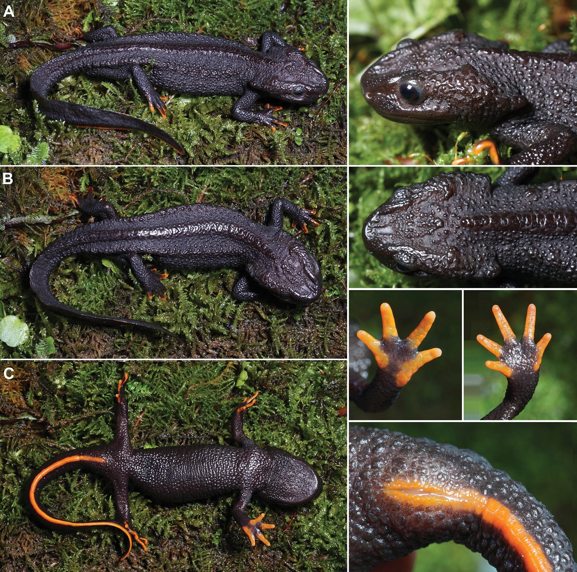 Species Baru Salamander Buaya Tylototriton wufengensis,Terpisah Secara Evolusioner Selama 2,5 Juta Tahun