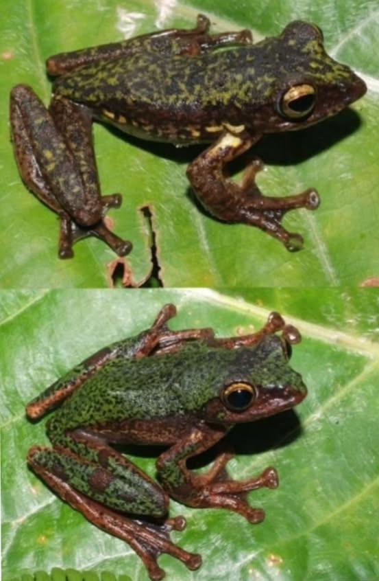 Katak Pohon Bermotif Bintik dari Sulawesi: Rhacophorus boeadii, Warisan Alam Baru Wallacea