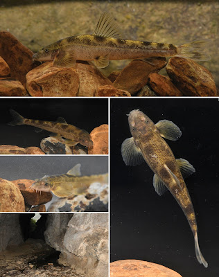 Ilmuwan Temukan Spesies Ikan baru  "Tiandeng Cave Loach" di Guangxi China