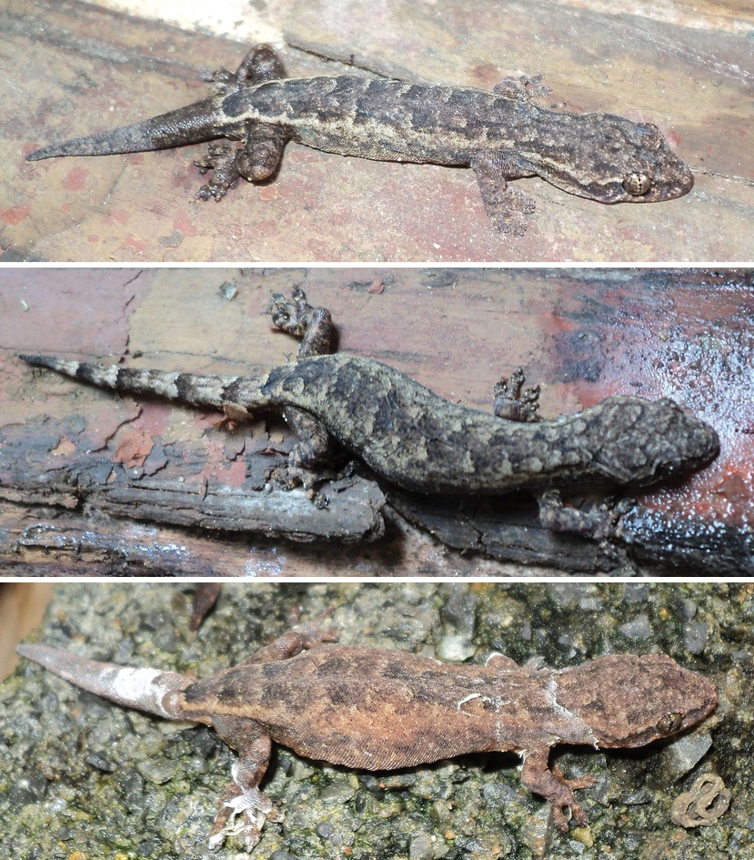 Spesies Baru Cicak Kerdil Hemiphyllodactylus ziegleri dari Vietnam