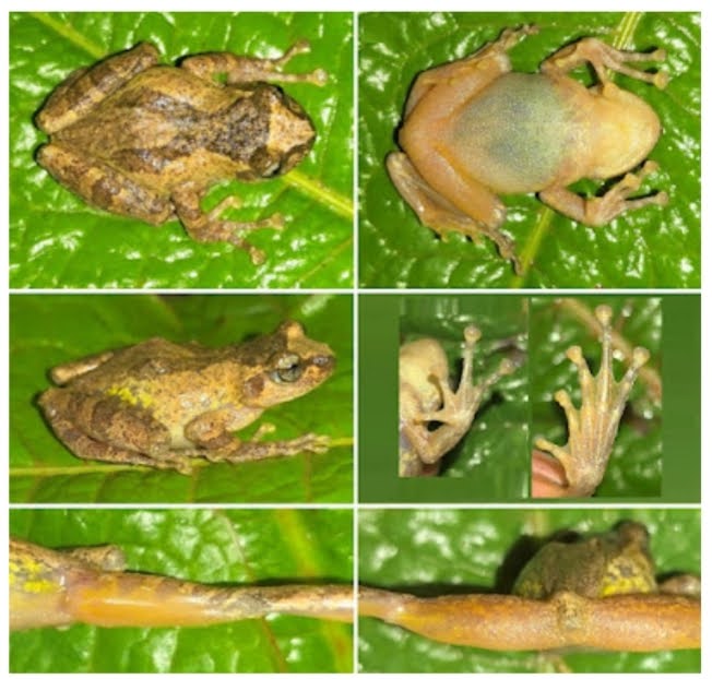 Katak Pohon Kecil Wuliangshan: Spesies Baru dari Jantung Hutan Yunnan Dideskripsikan