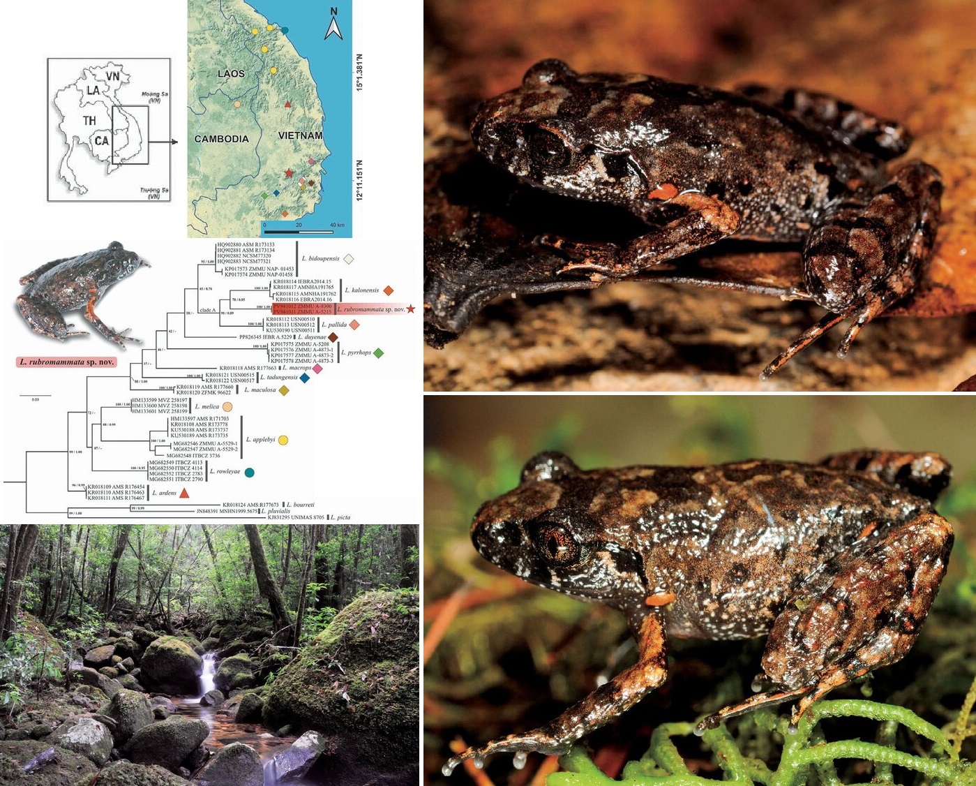 Penemuan Spesies Baru Katak dari Vietnam ( Leptobrachella rubromammata)