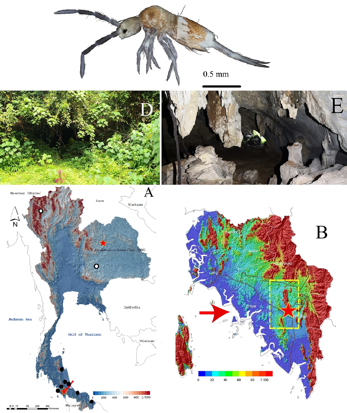 Penghuni Misterius Gua Satun: Spesies Baru Collembola ‘Lepidonella sirindhornae’ Ditemukan di Thailand Selatan