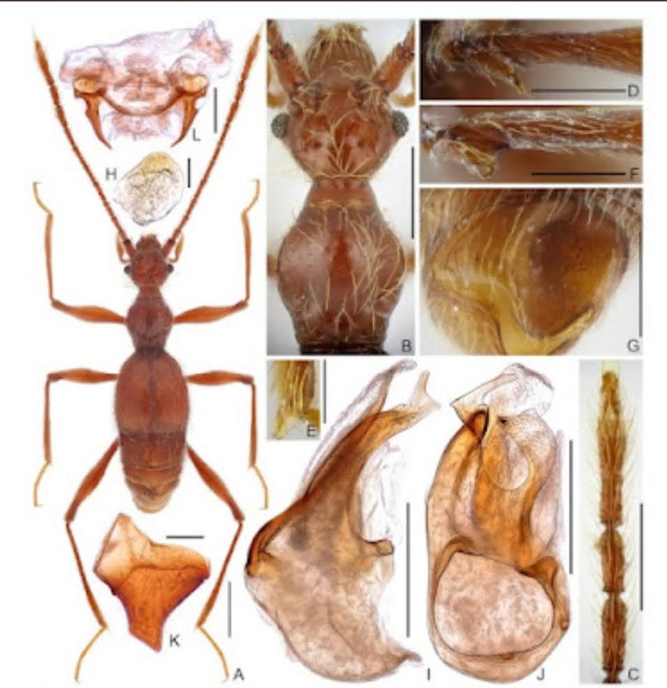 Menerangi Kegelapan": Penemuan Masif 43 Spesies Baru Kumbang Rove di Jantung Karst Asia