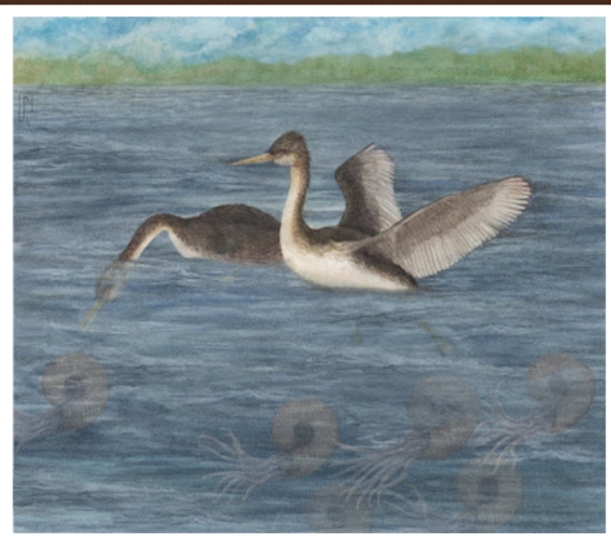 Pujatopouli soberana: Burung Penyelam Purba dari Antartika Mengungkap Asal-usul Neoaves