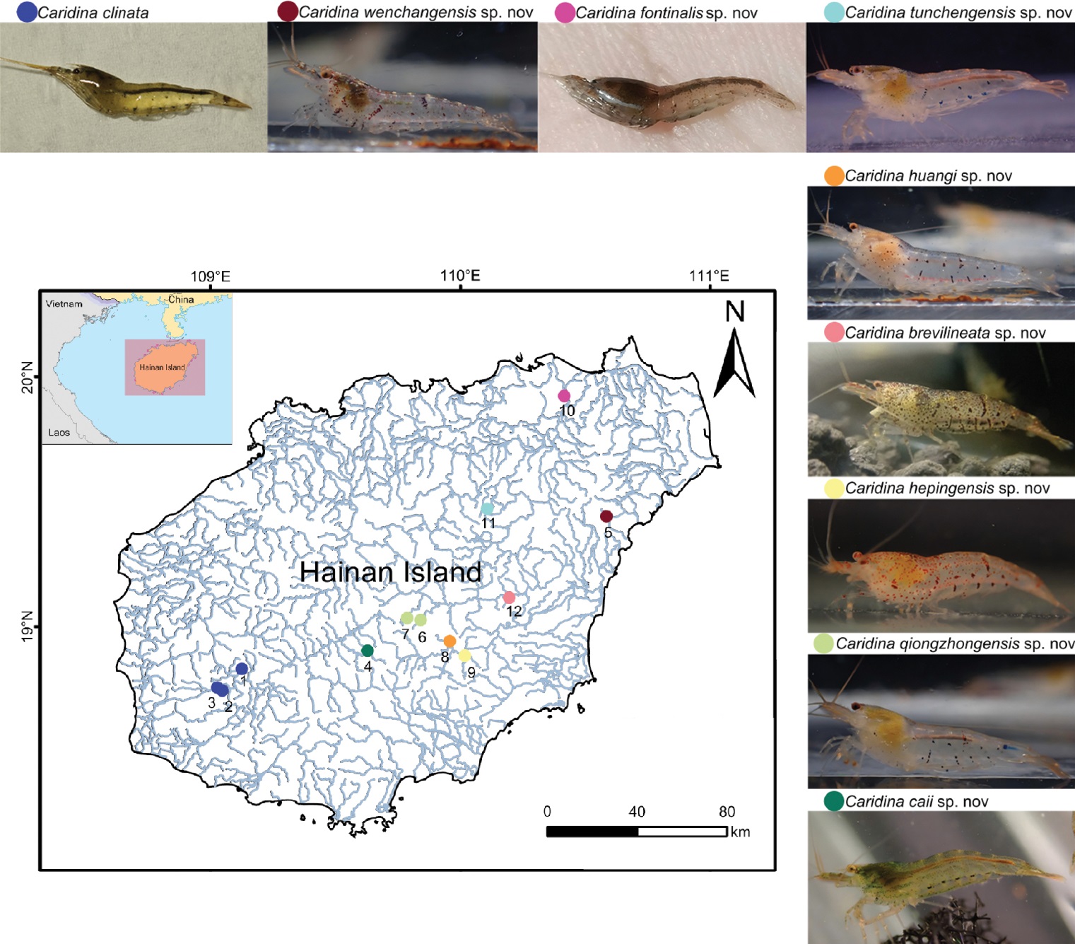 8 Spesies Baru Udang Caridina di Pulau Hainan