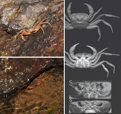 Spesies Kepiting Air Tawar Baru "Tayninhon nuibaden" di Gunung Ba Den Vietnam