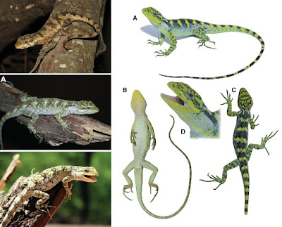 Spesies Baru kadal Urostrophus chungarae dan Rombakan Genus Kadal di Bolivia